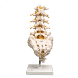 Columna vertebral lumbar 3B