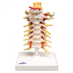 Columna cervical