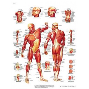 Lámina 3B La Musculatura humana