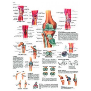 Lámina 3B La Articulación de la rodilla