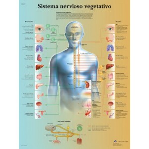 Lámina 3B El Sistema nervioso vegetativo