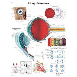 Lámina 3B El ojo humano